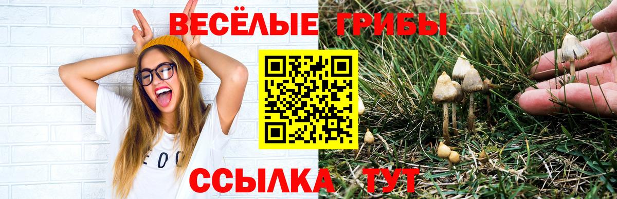 Псилоцибиновые грибы Psilocybine cubensis Электросталь